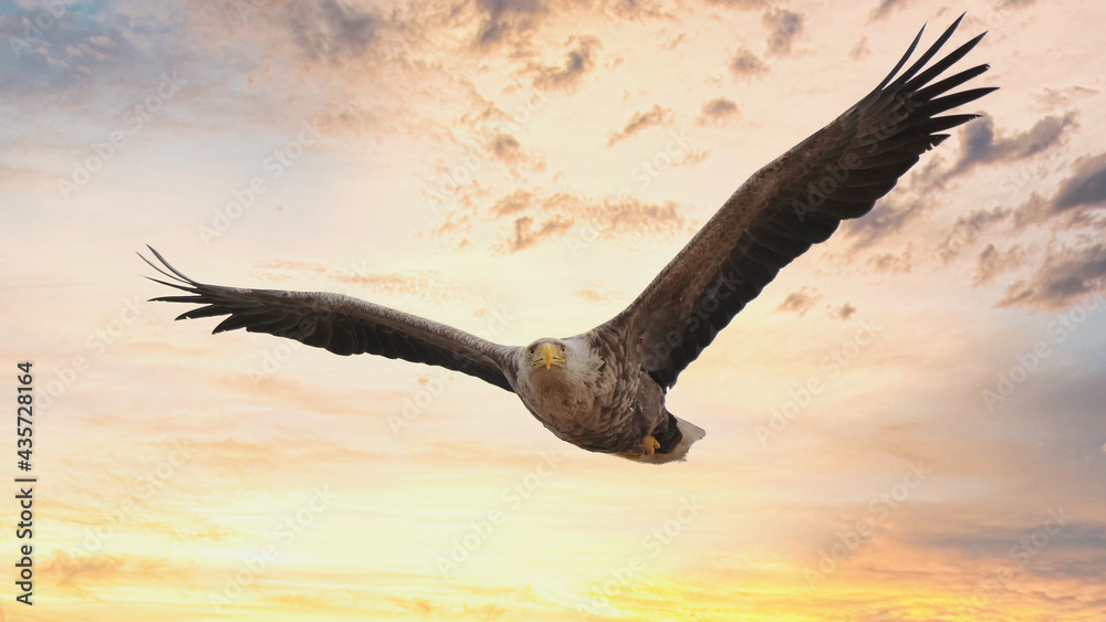 Naklejka premium White-tailed eagle in dramatic sunset