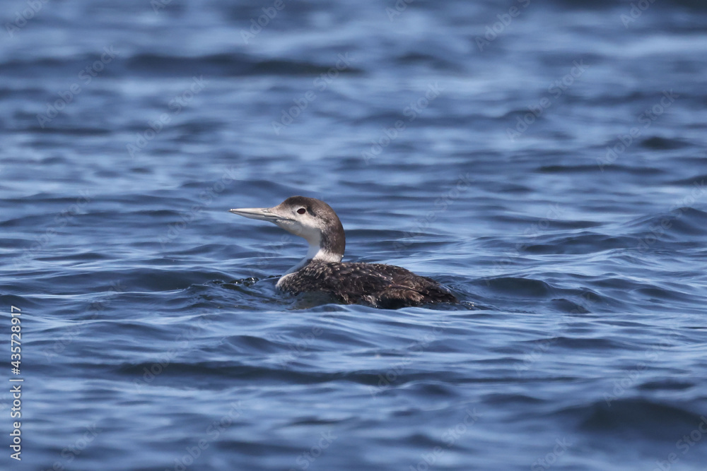 Juvenile Loon swimming on lake
