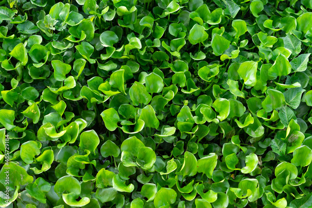 green field green field