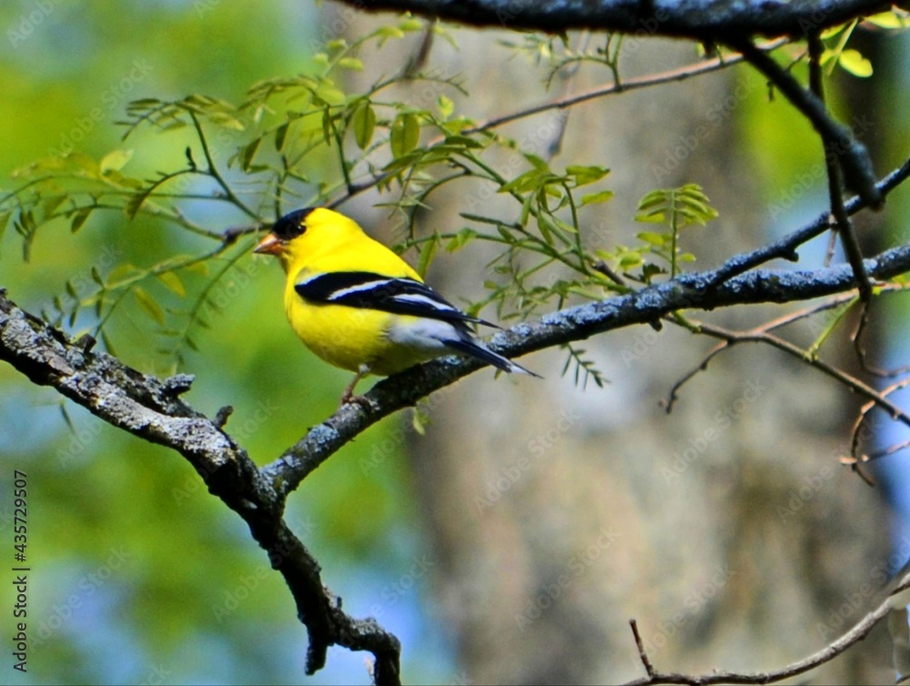 goldfinch on branch goldfinch on branch
