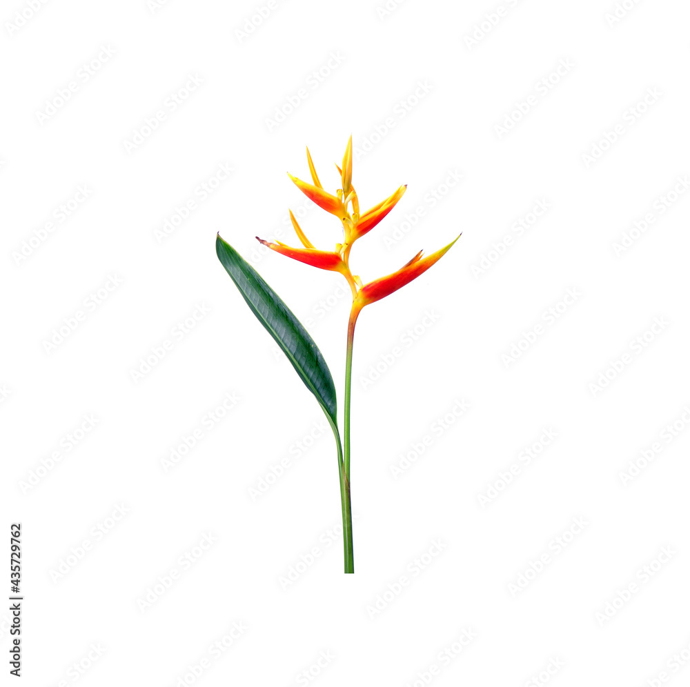 Heliconia flower isolated on white background. Ornamental flowers, Heliconia ( Heliconia x nickeriensis) a great heliconia for cut flowers, a hybrid between H.marginalia and H. psittacorum. Heliconia flower isolated on white background. Ornamental flowers, Heliconia ( Heliconia x nickeriensis) a great heliconia for cut flowers, a hybrid between H.marginalia and H. psittacorum.