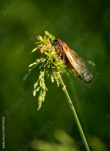 cicadas return photo