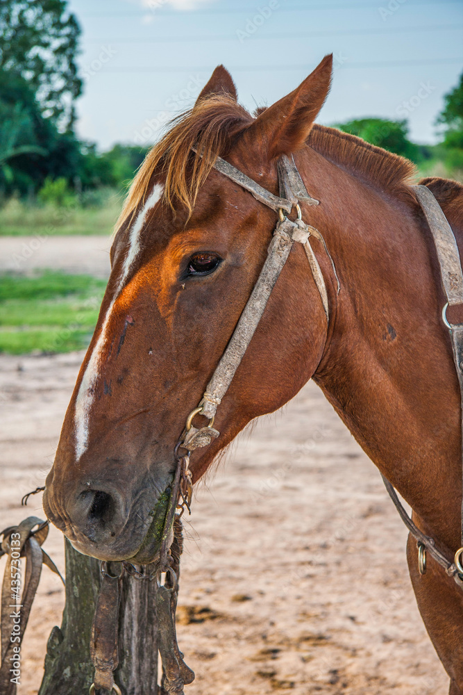 Fototapeta premium portrait of a brown horse