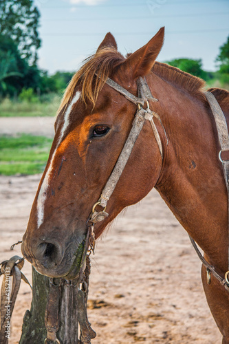 portrait of a brown horse © AdrianGomezFoto