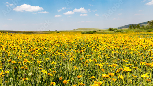 Meadows of Steens mountains, South East Oregon. Field of yellows flower stretch to the horizon