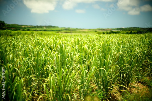 Okinawa,Japan - May 21, 2021: Sugar cane fields in Ishigaki island, Okinawa 