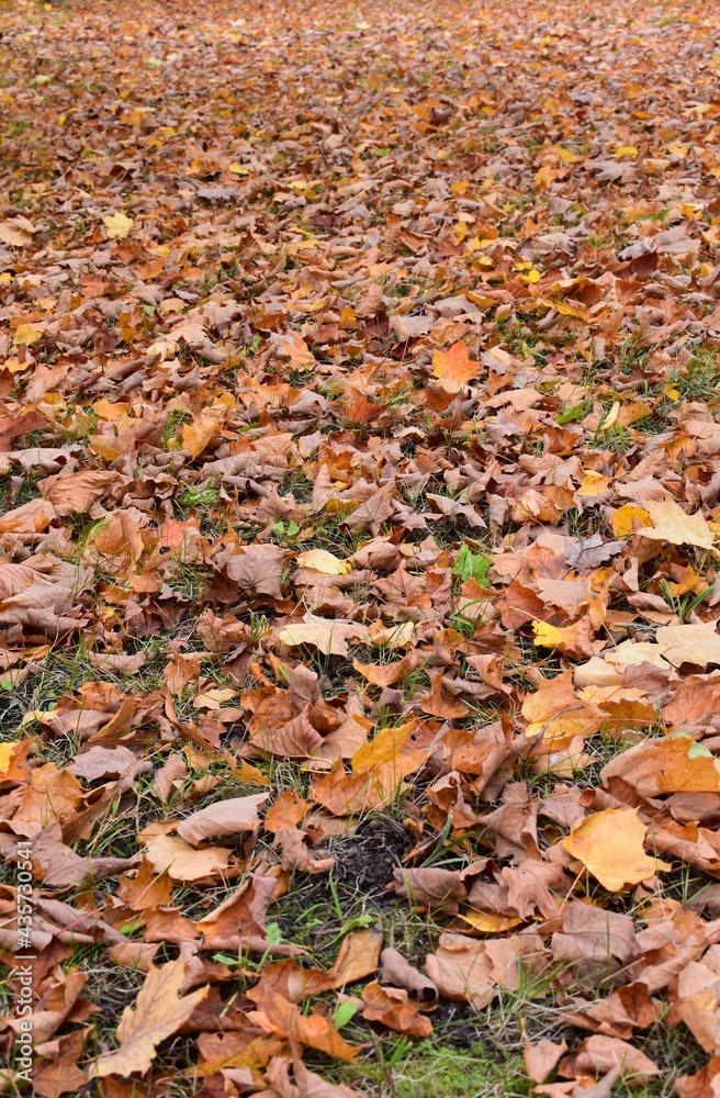 Background of fallen autumn leaves