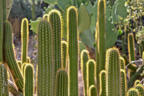 glowing cactus