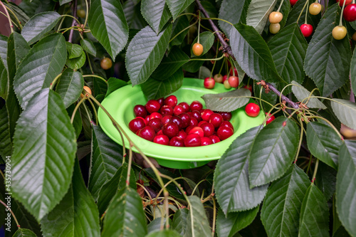 Green plastic plate full of sour cherries with large green cherry tree leaves and ripe cherries in the background