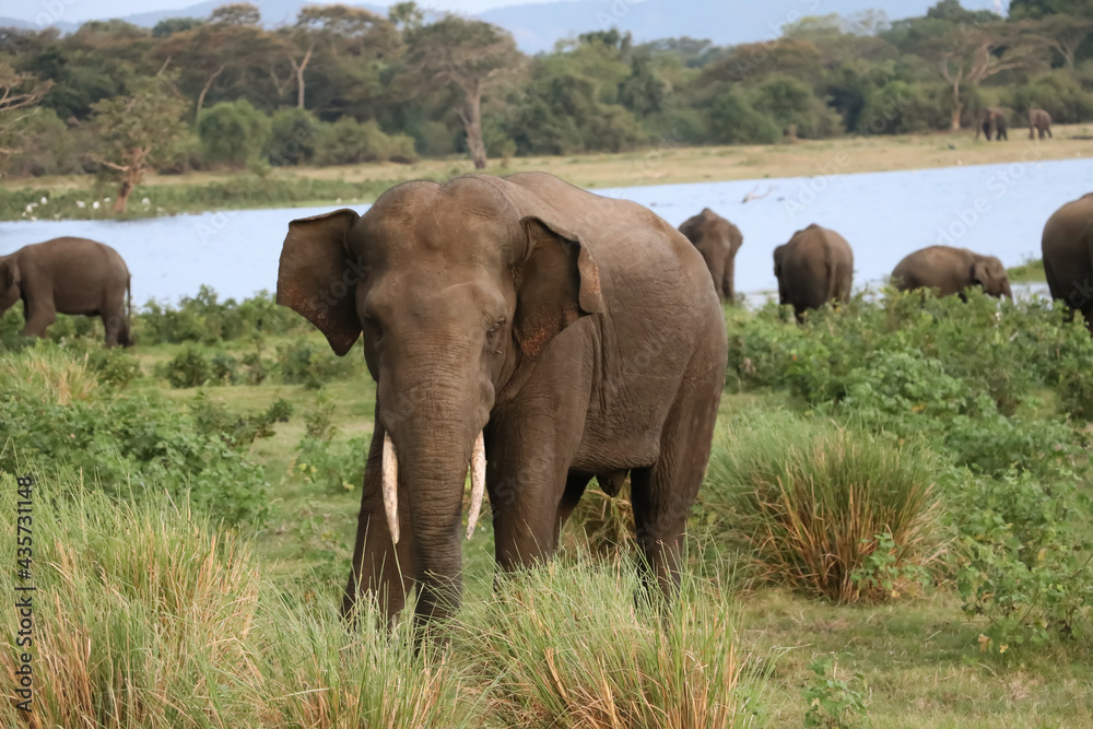 Young Tusker in Kalawewa National Park,Sri Lanka