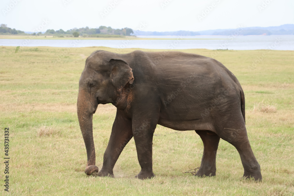 Bull Elephant in Minneriya National Park,Sri Lanka