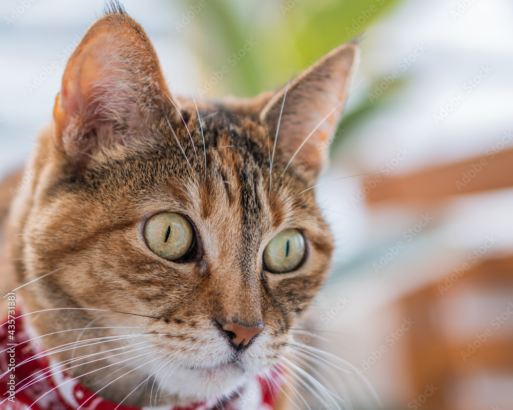 Bengal cat with a red cravat looking carefully to the side at the balcony