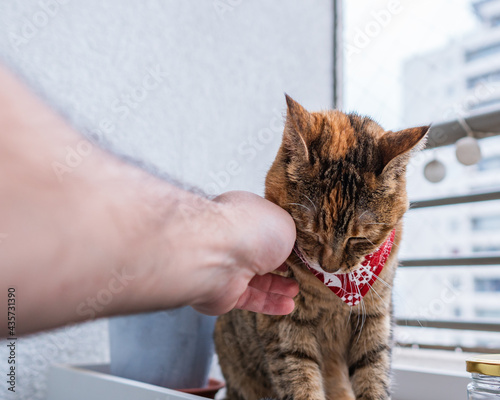 Bengal cat being petted and looking calm and satisfied with a red cravat at the balcony