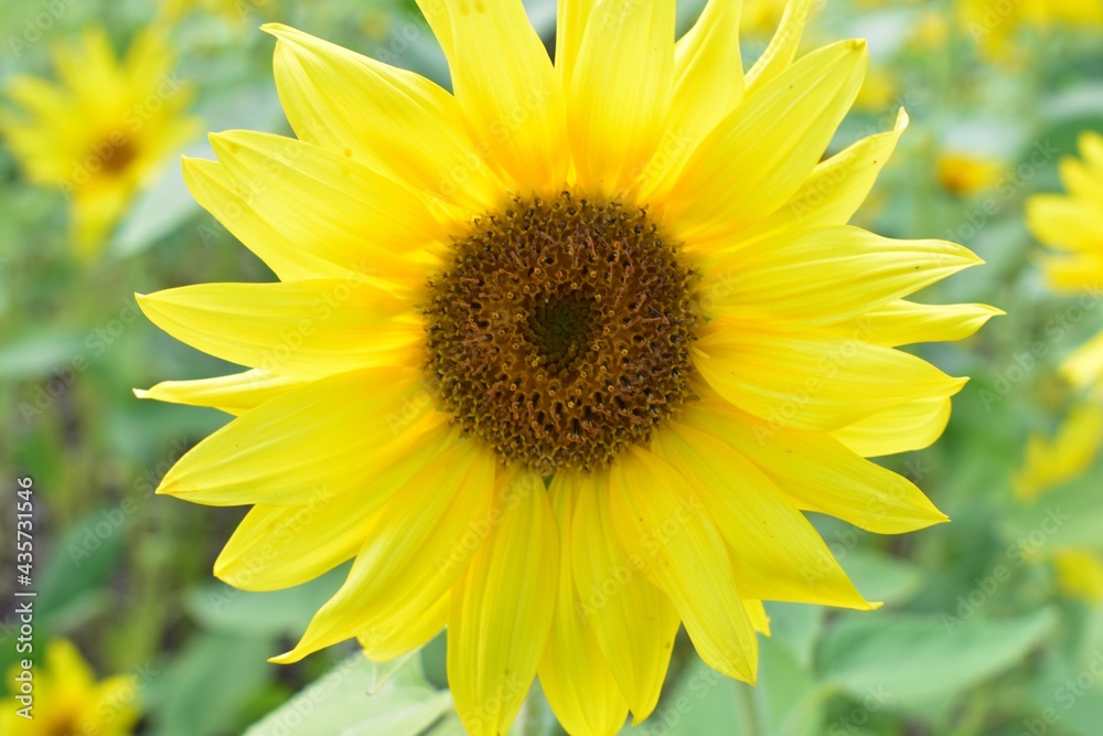 Closeup of a sunflower in the field