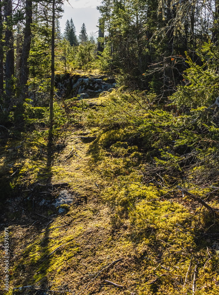 Image of a hiking trail along the Grass River in Northern Manitoba Canada showing tall spruce trees, granite rocks, green moss on a sunny summer day. Image of a hiking trail along the Grass River in Northern Manitoba Canada showing tall spruce trees, granite rocks, green moss on a sunny summer day.