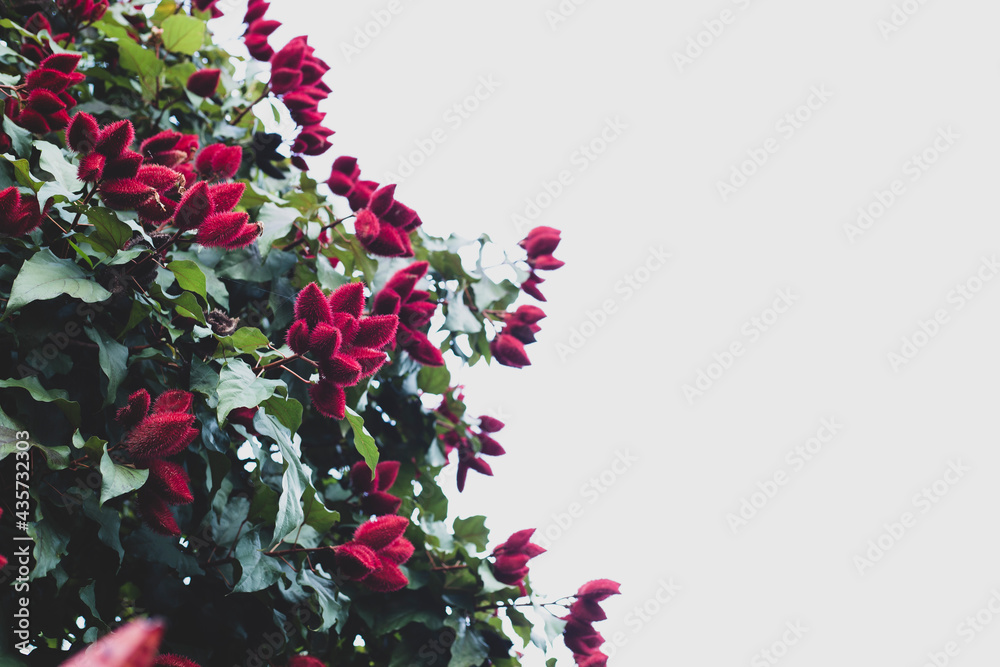 Fototapeta premium fruits of the achiote tree, Bixa orellana, space for text