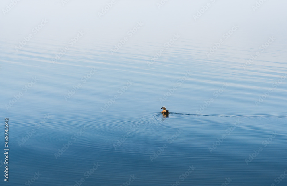 Fototapeta premium ducks in the lake