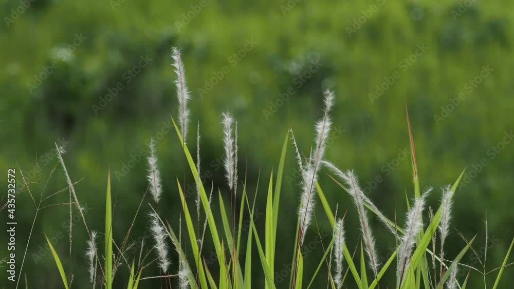 Silver grass flower blowing in the wind, silver grass flower sway in the wind. Silver grass flower blowing in the wind, silver grass flower sway in the wind.