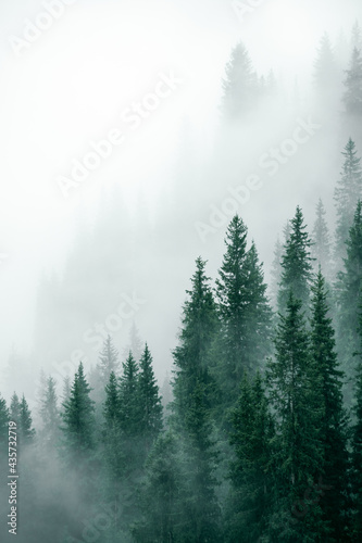 fog in the forest © Yuan Chen