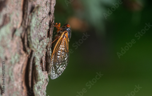 Adult Brood X cicada