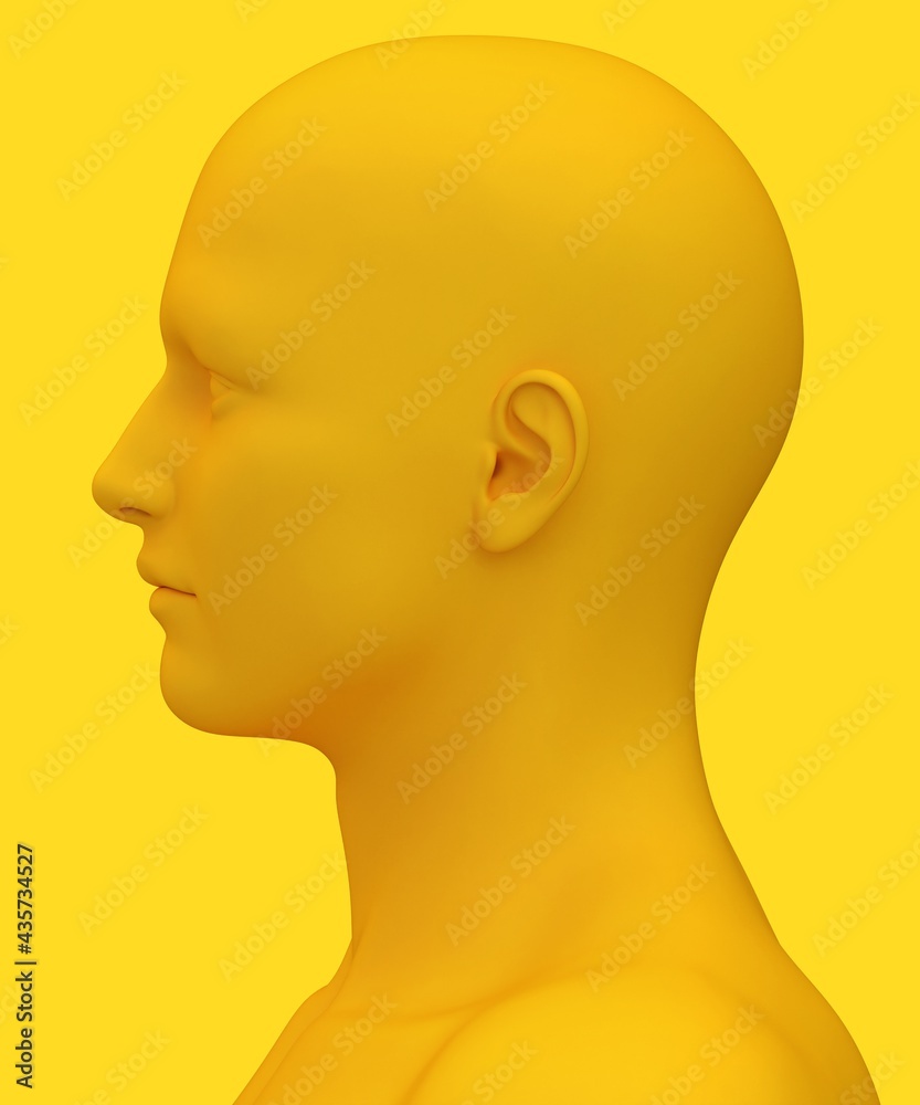 3d rendering of human face anatomy