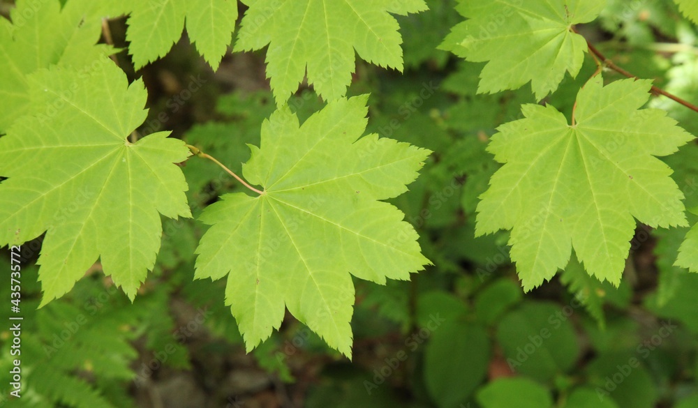 Vine Maple (Acer circinatum) leaves in Ross Lake National Recreation Area, Washington Vine Maple (Acer circinatum) leaves in Ross Lake National Recreation Area, Washington
