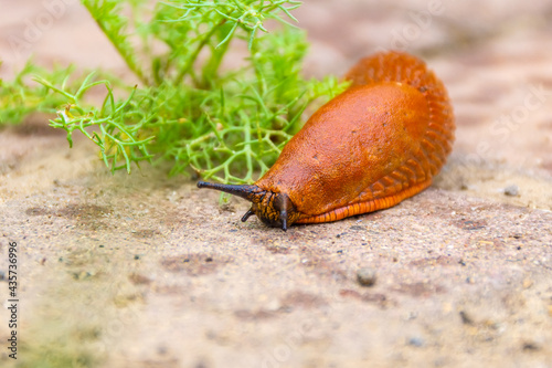 a large red slug crawling along the cobblestones with traces of raindrops in search of food, selective focus photo