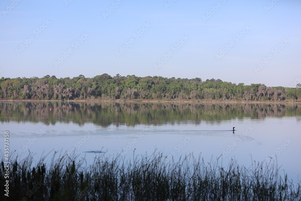 reeds in the water