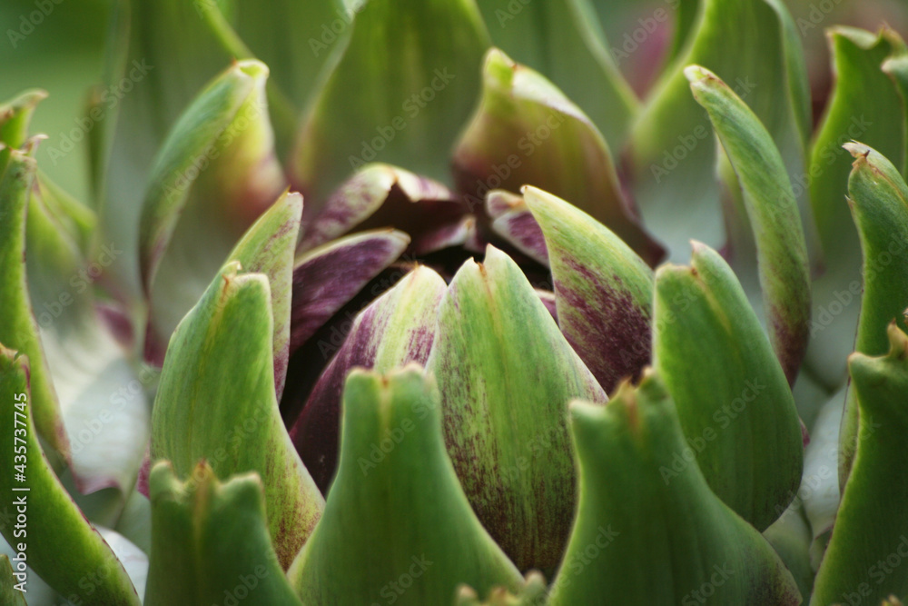 Artichoke in Garden With Blurred Green Plant Background Artichoke in Garden With Blurred Green Plant Background