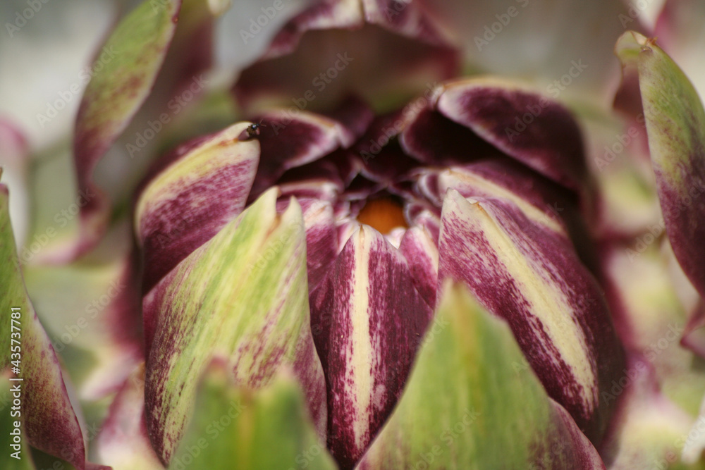 Artichoke in Garden With Blurred Green Plant Background Artichoke in Garden With Blurred Green Plant Background