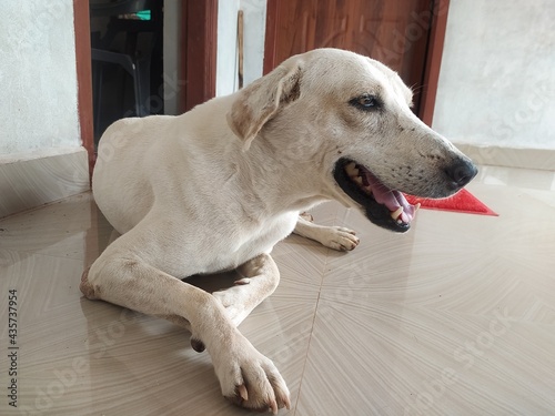 Pet dog sitting on the floor