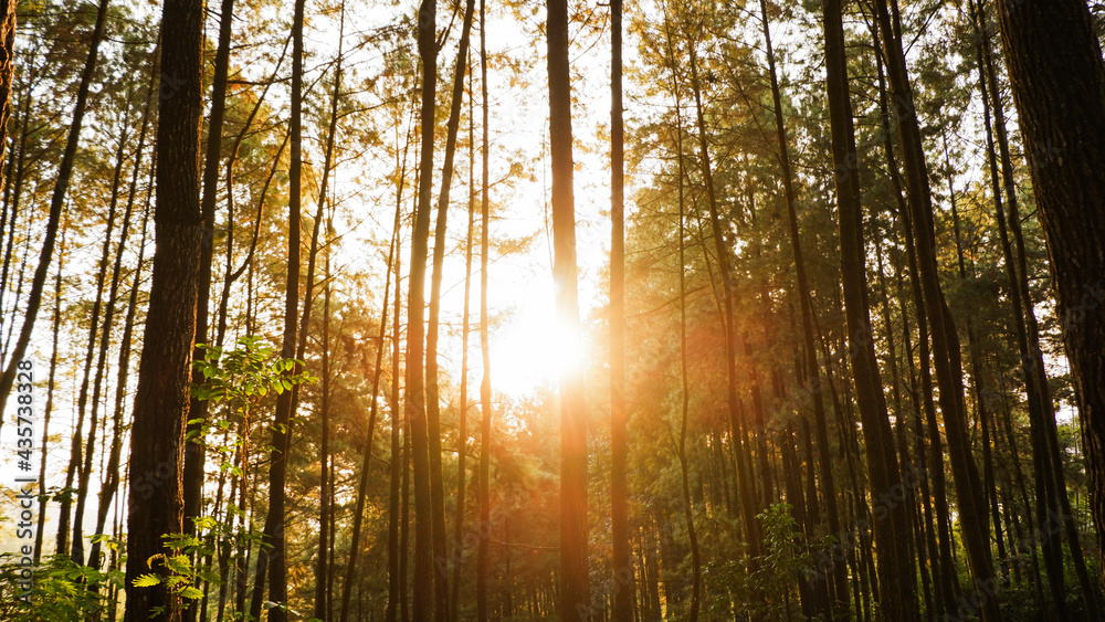 Fototapeta premium Photos of natural landscapes in forests and rice fields that look very fresh