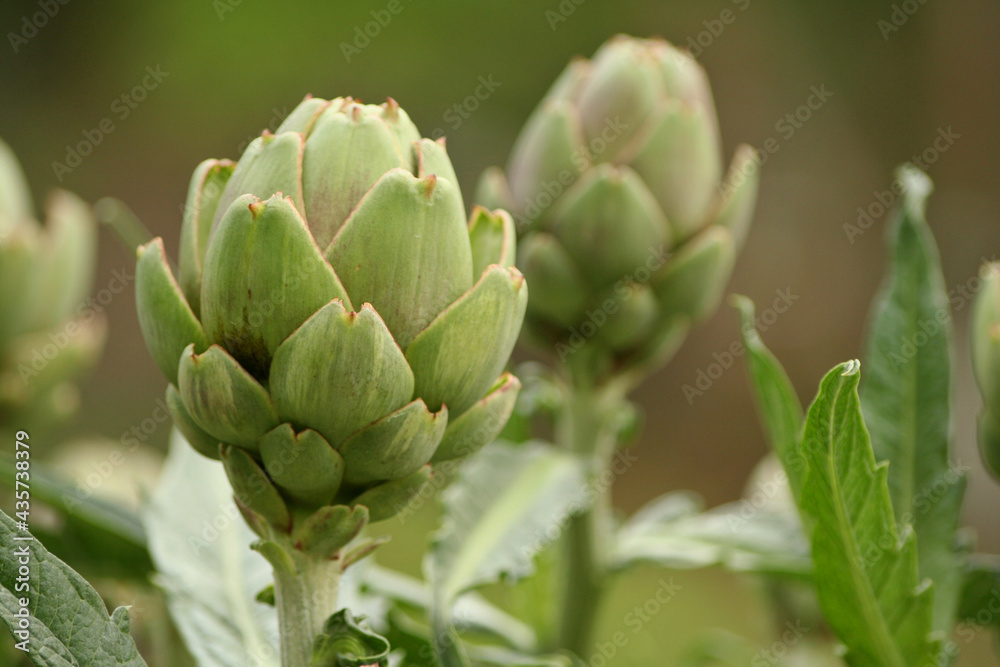 Fototapeta premium Artichoke in Garden With Blurred Green Plant Background