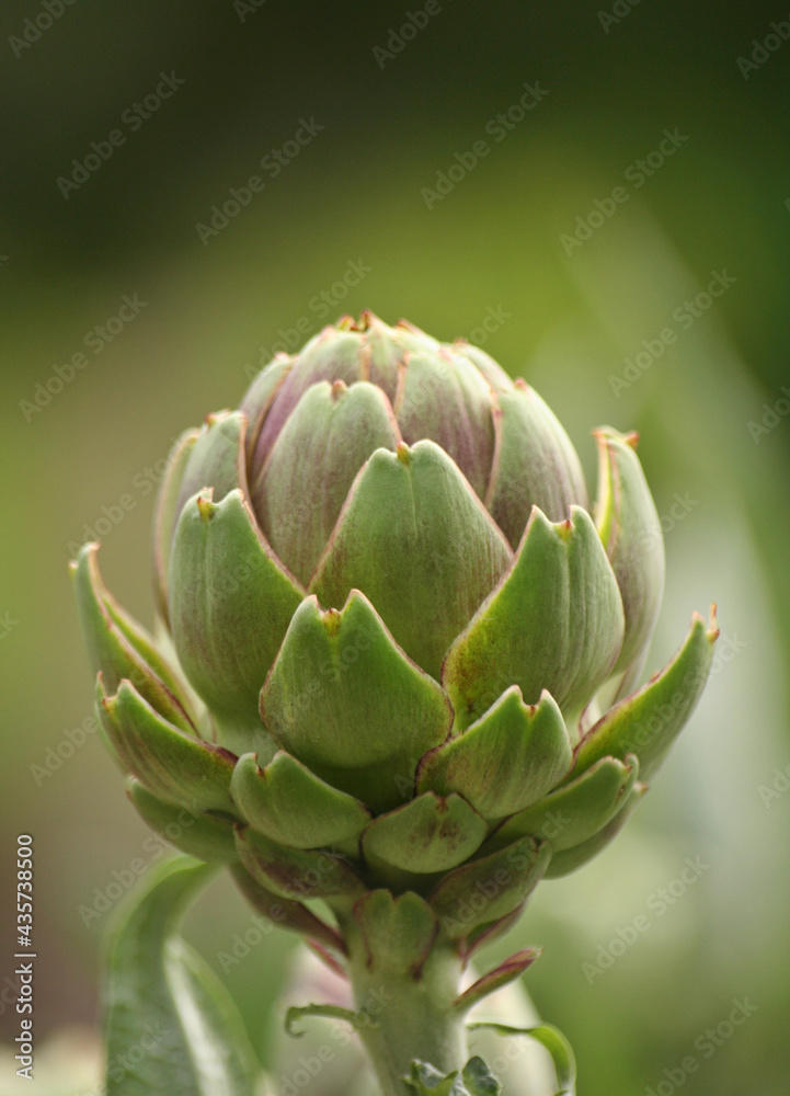 Artichoke in Garden With Blurred Green Plant Background Artichoke in Garden With Blurred Green Plant Background
