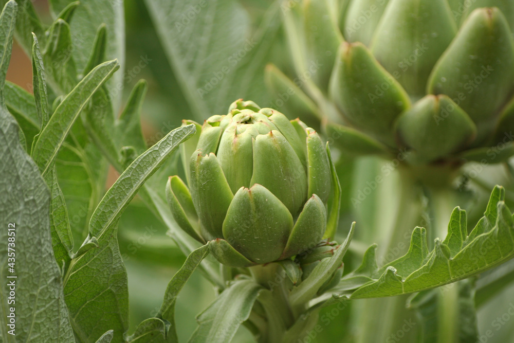 Artichoke in Garden With Blurred Green Plant Background Artichoke in Garden With Blurred Green Plant Background