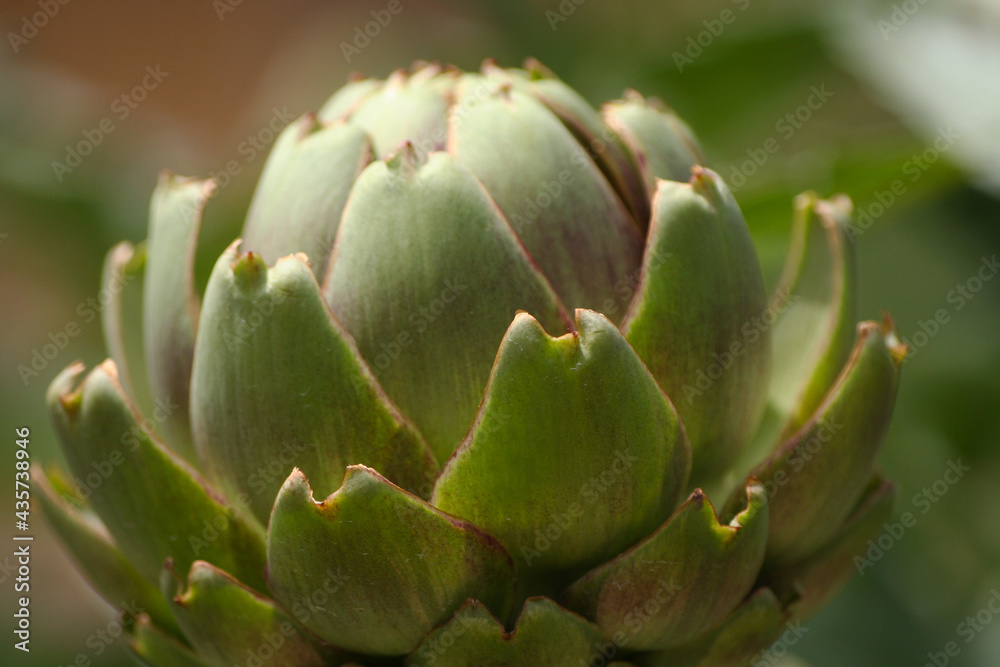 Artichoke in Garden With Blurred Green Plant Background Artichoke in Garden With Blurred Green Plant Background