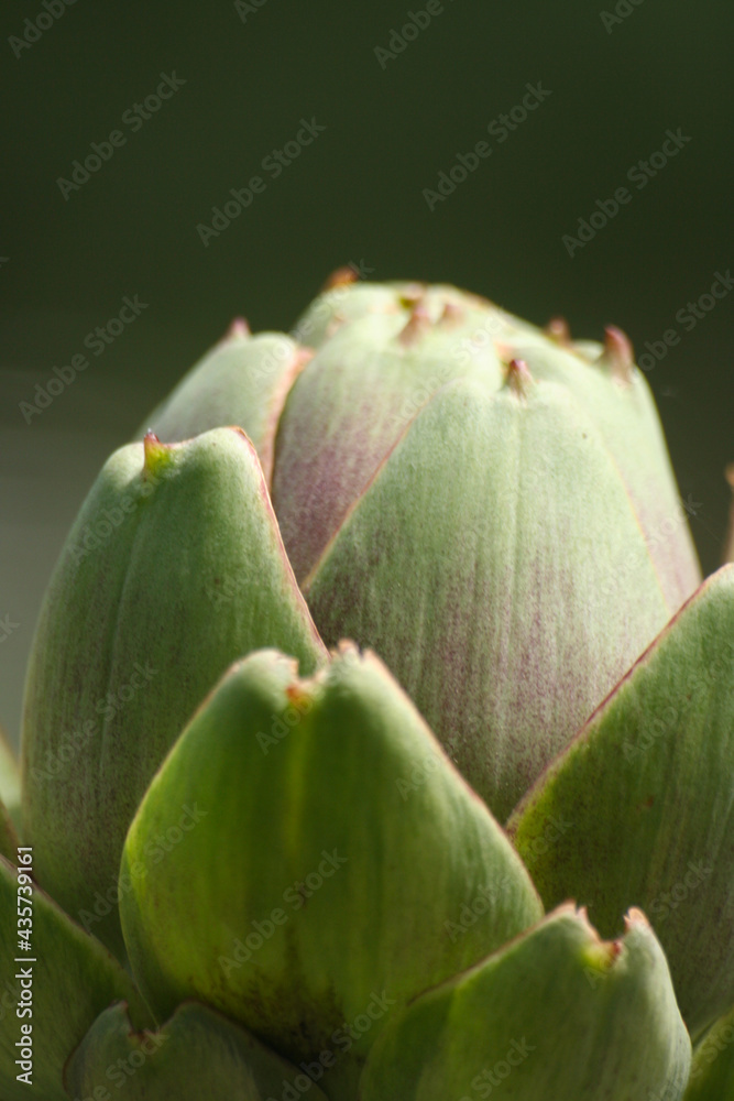 Artichoke in Garden With Blurred Green Plant Background Artichoke in Garden With Blurred Green Plant Background