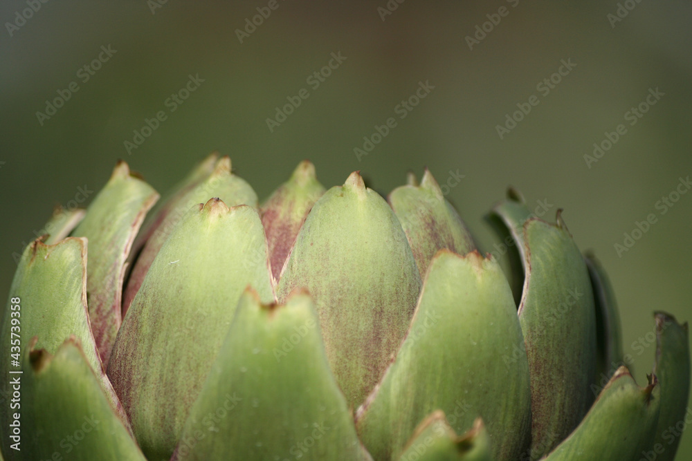 Artichoke in Garden With Blurred Green Plant Background