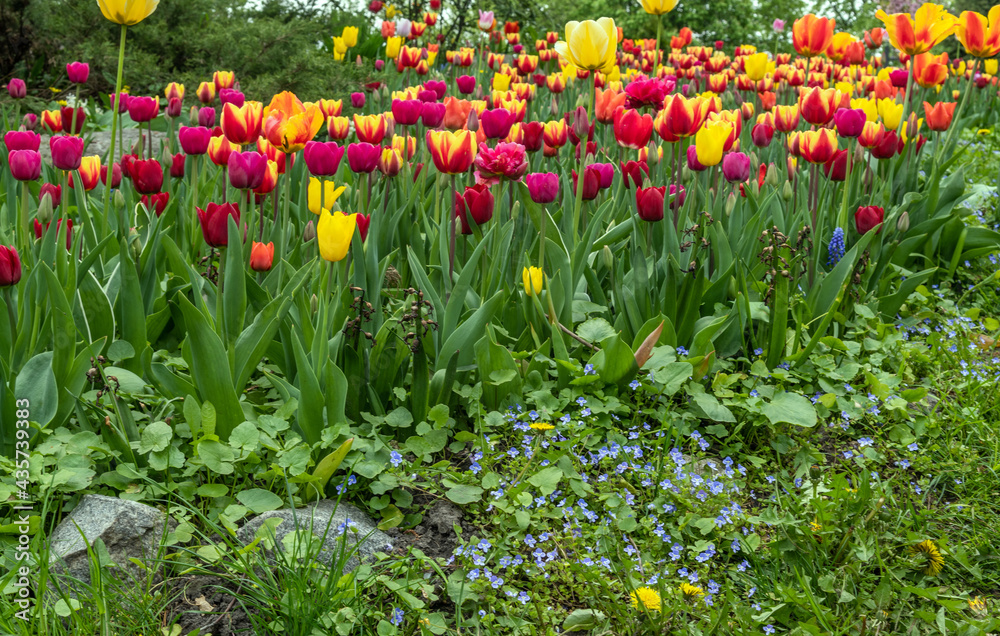 Fototapeta premium Planted blooming tulips in springtime. Herbaceous bulbous plant.