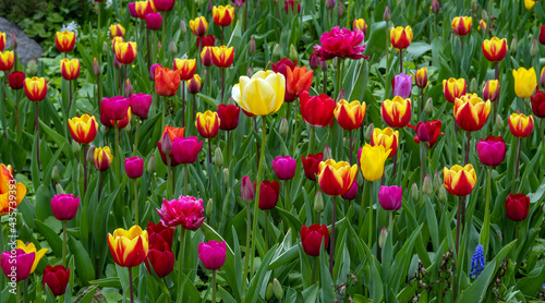 Planted blooming tulips in springtime. Herbaceous bulbous plant.