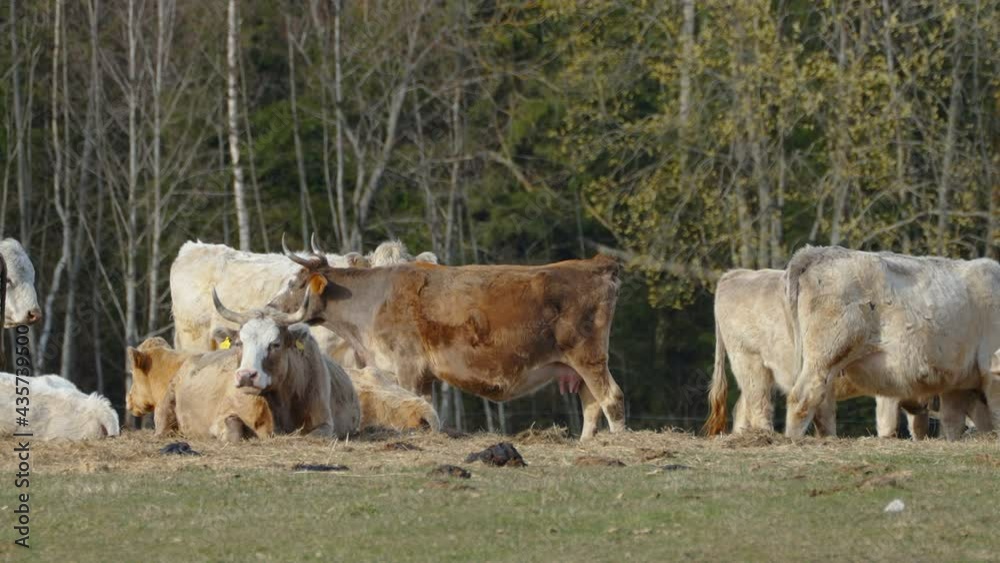 A brown cow swinging his tail along with other cows in the farm field A brown cow swinging his tail along with other cows in the farm field