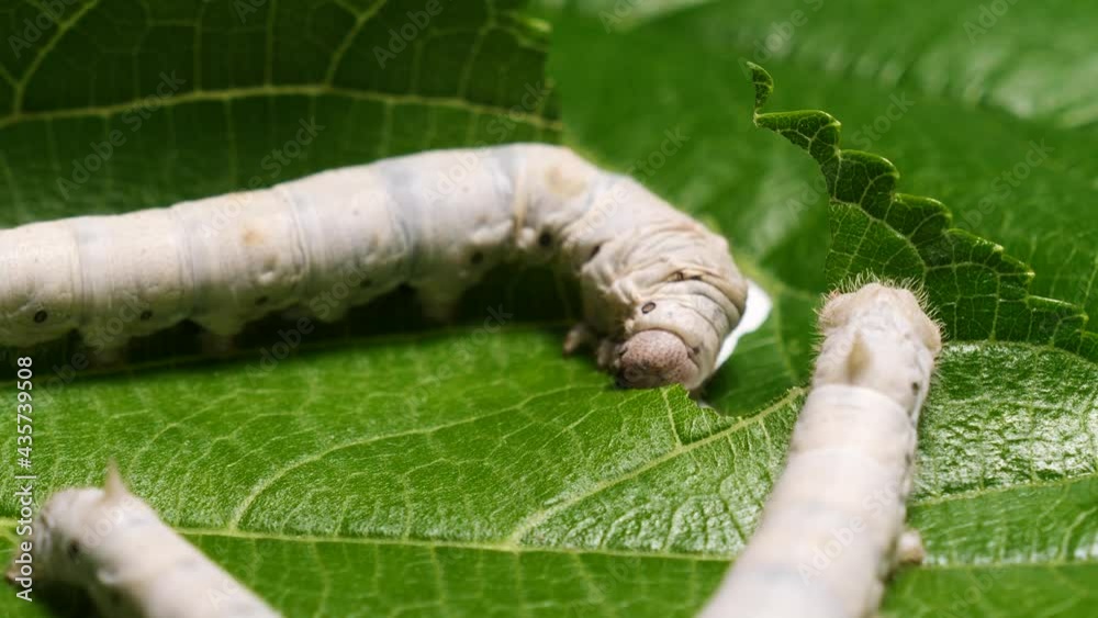 Close up of mature silkworm eat fresh mulberry leaf, 4k time lapse footage, Chinese agriculture and animal concept. Close up of mature silkworm eat fresh mulberry leaf, 4k time lapse footage, Chinese agriculture and animal concept.