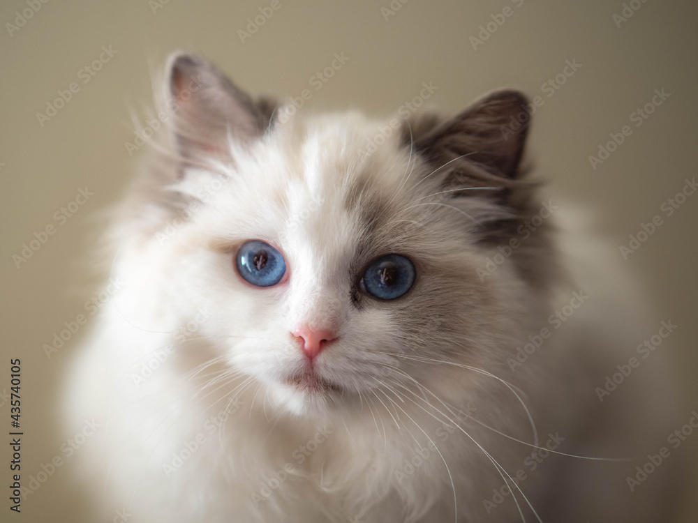 Beautiful Cute Adorable Ragdoll Kitten white hair blue eyes (Blue Bicolor)
