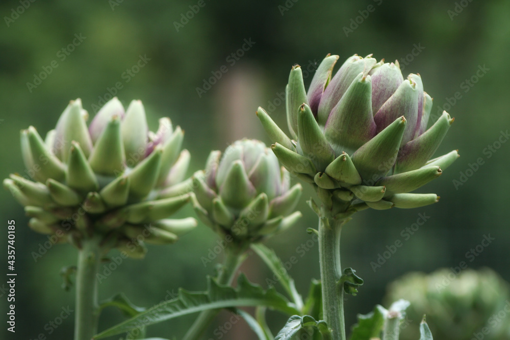 Artichoke in Garden With Blurred Green Plant Background Artichoke in Garden With Blurred Green Plant Background