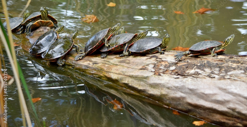 Fototapeta premium turtles on log