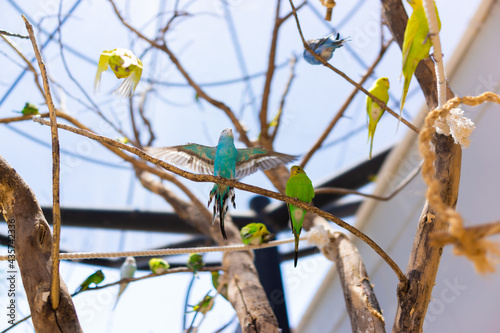 Wallpaper Mural Australian parakeet inside an aviary as a pet, Australian parakeet bird concept Torontodigital.ca