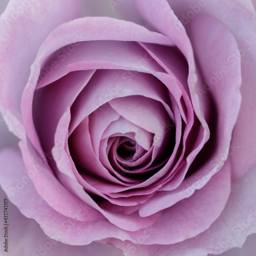 Violet s Pride Floribunda Rose in Bloom. San Jose Municipal Rose Garden  San Jose  California  USA.