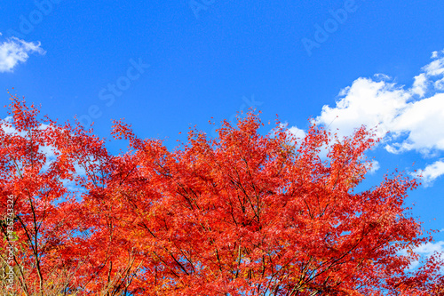 日本の秘境「五家荘・梅の木轟公園・樅木河合場線からの紅葉風景」標高1300～1700ｍ Japan's unexplored region 