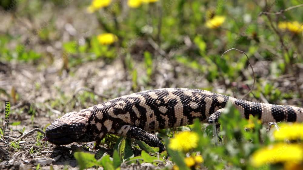 Gila monster walking in slow motion Gila monster walking in slow motion