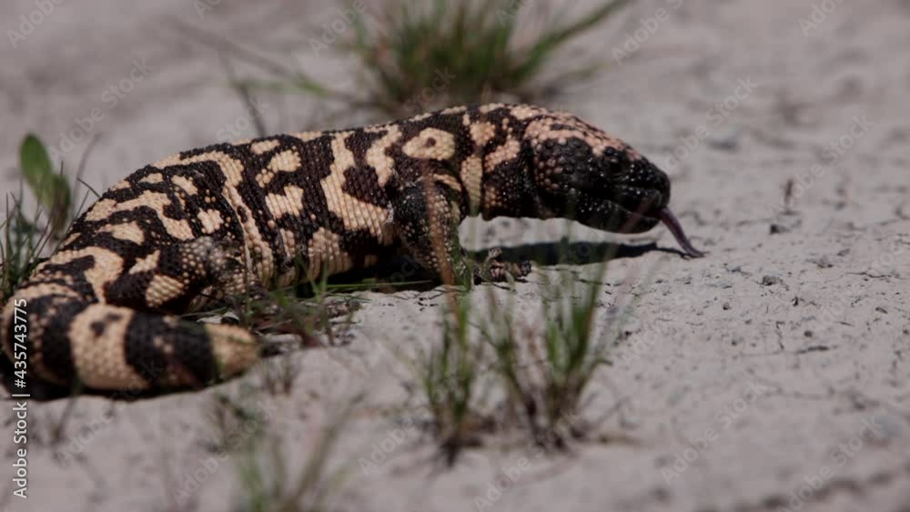Gila monster on cracked desert dirt slow motion Gila monster on cracked desert dirt slow motion
